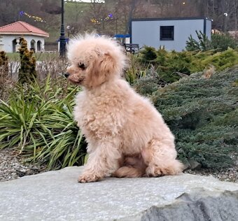 Predám psika toy pudel s pp FCI - 3