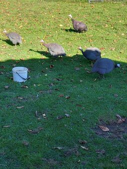 Perlicky, perlička - 3