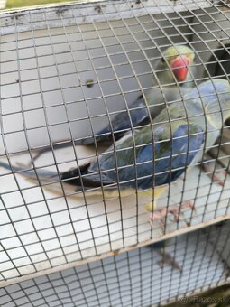 Predám papagáje - 3