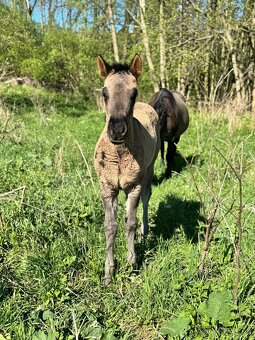 Grullo klisna American Quarter Horse v typu bull - 3