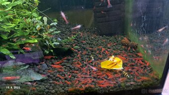 Neocaridina red cherry - 3