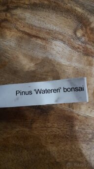 Bonsaj ,bonsai - 3
