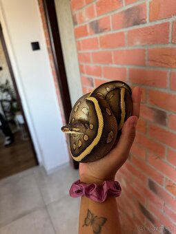 Python regius - 3