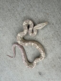 Veľhad kráľovský/Boa constrictor - 3