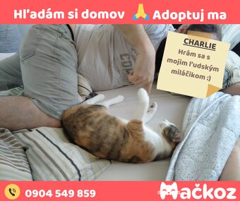 CHARLIE - Darujem mačku / Darujem mačičku - 3