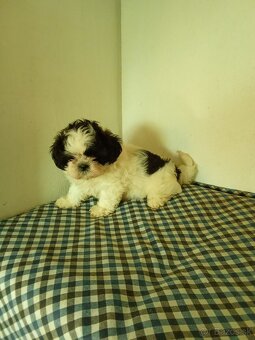 Shi-tzu,sicu,Shitzu - 3