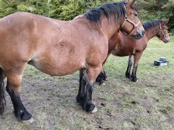 Predám alebo vymením Kobylu - 3