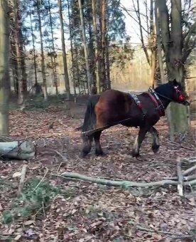 Predám ťažného žrebca - 3