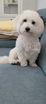 Darujeme maltipoo fenku - 3