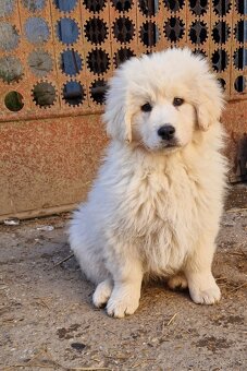 Slovenský Cuvac - 3