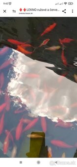 ✴️✴️ CHOVNÉ KARASY-zavojnatky LEKNO✴️✴️ - 3
