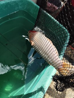 Koi kapre - 3