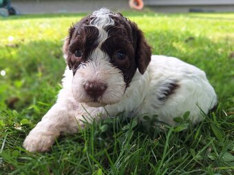 Lagotto romagnolo s PP (italský vodní pes) - 3