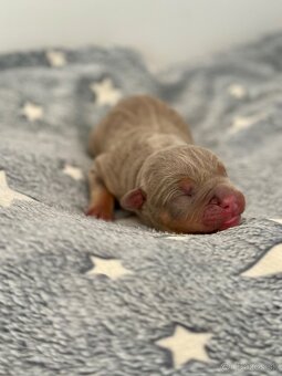 American Bully XL (Pitbull XXL) - 3