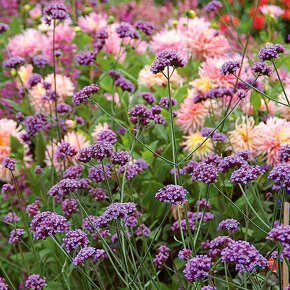 Verbena bonariensis - 3