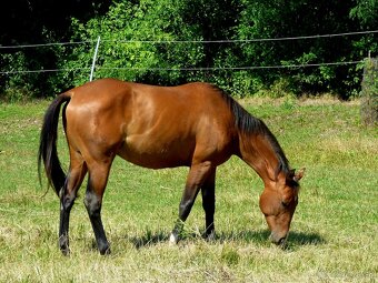 Quarter Horse 2,5 ročná kobylka - 3