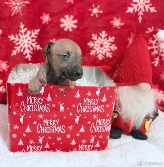 Taliansky chrtik - 3