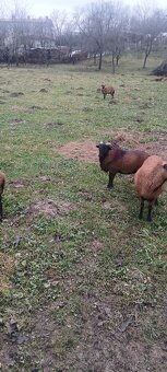 Predám kamerunske ovce - 3