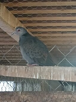 Hrdlička temná - 3