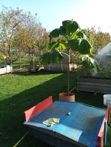 Semienka a podpniky Paulownie Shan Tong 100-kus - 3