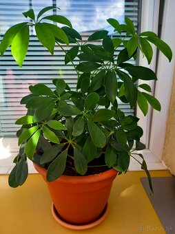 Krásna Schefflera / Dáždnikový stromček na predaj - 3
