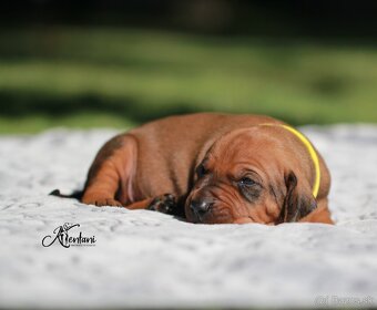 Rhodesian Ridgeback - 3
