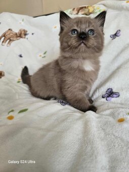 Ragdoll - 3