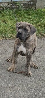 Cane corso s PP - 3