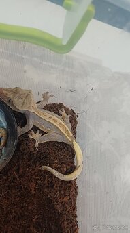 Pagekon riasnaty  samičky - 3