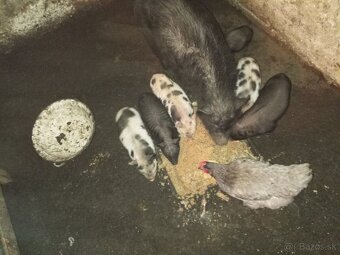 Predám vietnamské prasiatka - 3