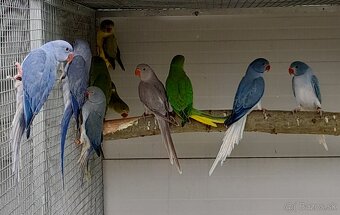 Alexander malý  šedý misty - 3