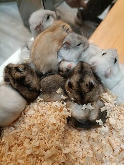 Džungársky škrečok - 3