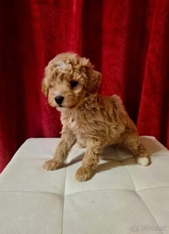 Predám šteniatko maltipoo - 3