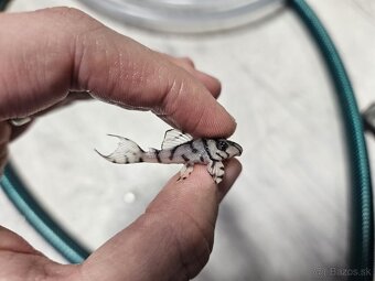 L 236 Super White - odchov - 3