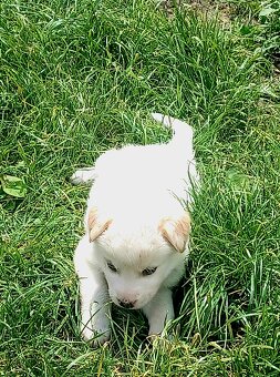 Šteniatko🥰 - 3