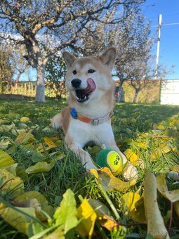 Stráženie psíkov P&M | Košice - 3