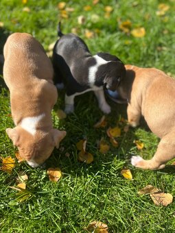 Šteniatka staforda - 3