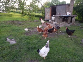 🥚Domáce BIO vajíčka od šťastných sliepok z voľného výbehu🌿 - 3