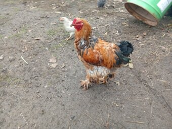 Kohút Brahmanka veľká - 3