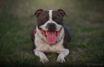 stafordšírsky bulteriér - 3