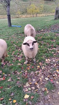 Predám jahnicky - 3