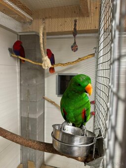 Predam eclektus eklektus - 3