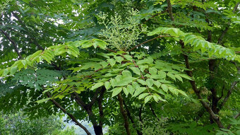 Aralia mandshurica - 3