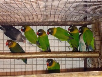 Agapornisy škraboškove - 3