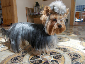 YORKSHIRSKÝ TERIÉR - PSÍK NA KRYTIE, NIE NA PREDAJ - 3