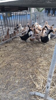 Predám živé kačice - 3