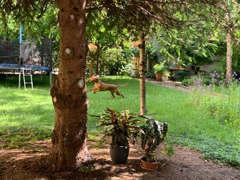 3i byt grosslingova - 3