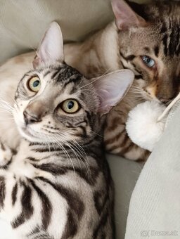 Strieborná bengálska mačka na predaj - 3