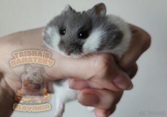Vymaznané mláďátká škrečka Campbellovho - 3