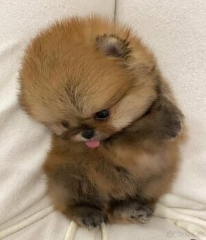 Pomeranian dievčatko - 3